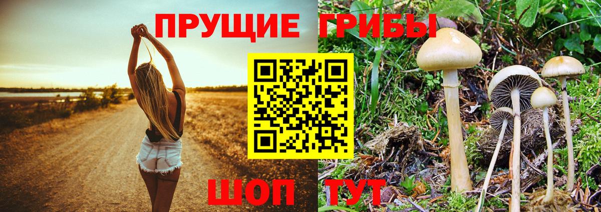 Псилоцибиновые грибы Magic Shrooms Кизляр