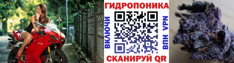 Марихуана индика нарко площадка какой сайт Кизляр дарнет шоп